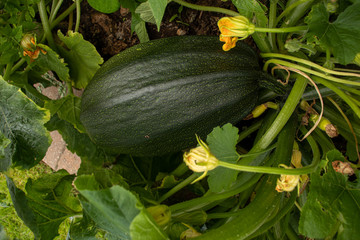 Large marrow cultivated in a raised bed