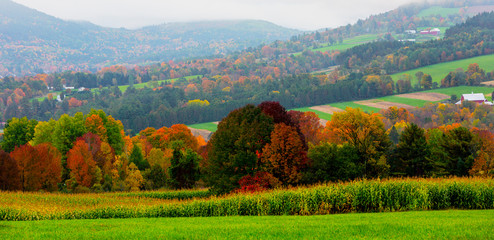 Obraz premium Rolling farm hills are broken by swaths of trees in full Autumn Color in Vermont