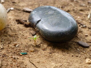 Stone