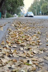 autumn leaves in the park