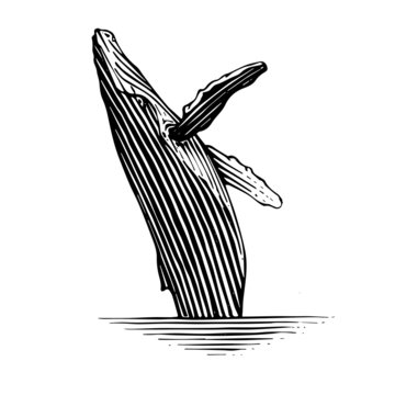 Illustration of a breaching Humpback whale in a vintage style