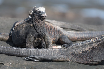 Marine Iguana sunbathing at Puerto Egas (Egas Port) on Santiago Island, Galapagos, Ecuador, South America.