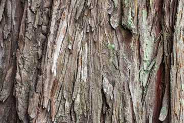 Tree bark texture close up