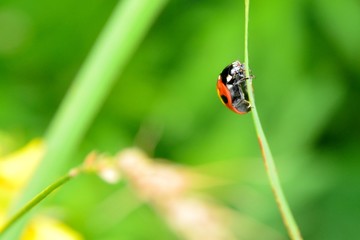 夏の草の上にナナツホシテントウムシ