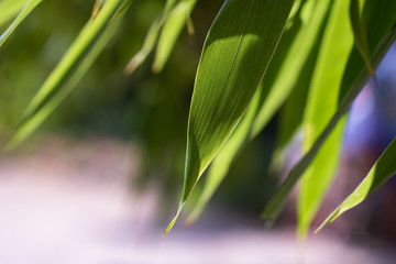 Bamboo leaves close up on a Sunny day