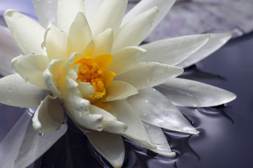 White water Lily on the water