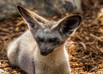 bat eared fox 