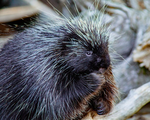 Close-up of porcupine at Kroscel Films Wildlife Center, in Skagway, Alaska