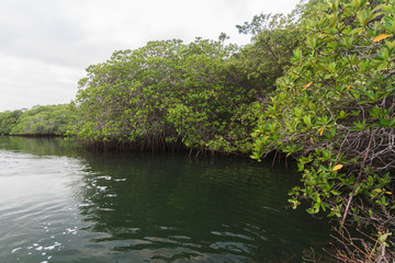Mangrove Forest at Black Turtle Cove, Santa Cruz, Galapagos Island, Ecuador, South America.