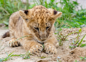 lion cub simba at keystone safari Pennsylvania 