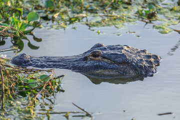 alligator in shallow water