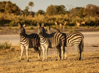 Fototapeta na wymiar A small dazzle of zebras look at the photographer in Botswana