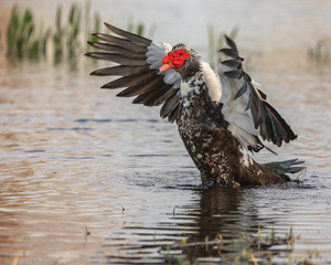duck with red face landing in pond