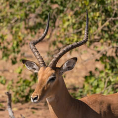An adult male impala looks around in Namibia