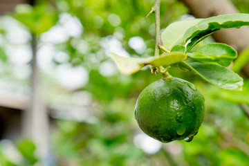 Green limes on a tree. Lime is a hybrid citrus fruit, which is typically round  containing acidic juice vesicles. Limes are excellent source of vitamin C. with copy space