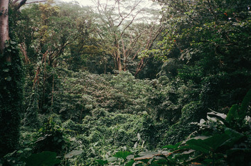 Obraz premium Jungle