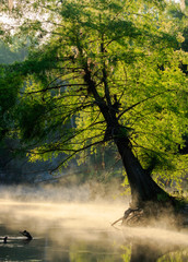 river landscape in the morning mist