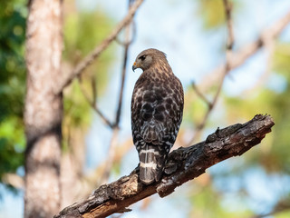 red shouldered hawk