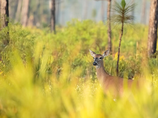 deer in a pine forest