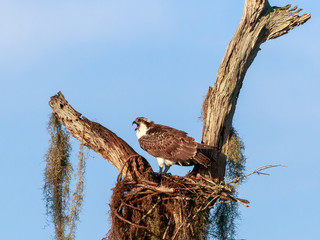 juvenile osprey in nest