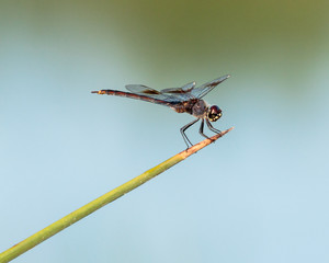 dragonfly close up