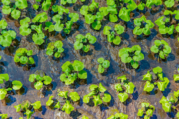静岡県伊豆市筏場のわさび田　夏