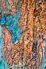 Background texture of the bark of a tree.