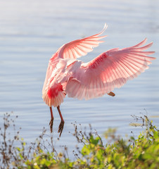 Roseate Spoonbill 