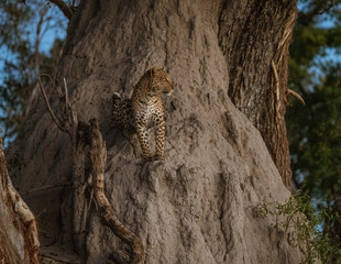 A leopard climbs partly up a baobab tree to get a further view while looking for prey in Botswana
