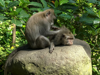 macaque on stomach being deloused at ubud, bali