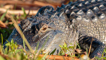 alligator close up 