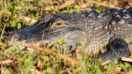 alligator resting in grass