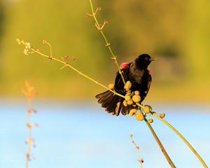 red-winged back bird in golden hour