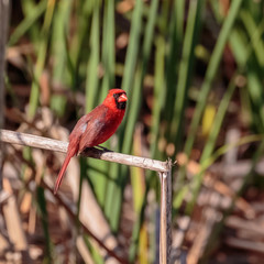 northern cardinal 