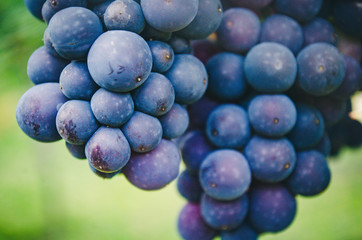 Uvas