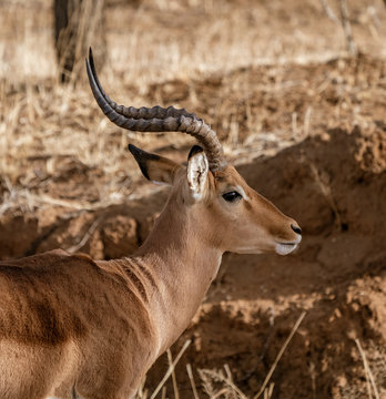 An adult male impala looks around in Namibia