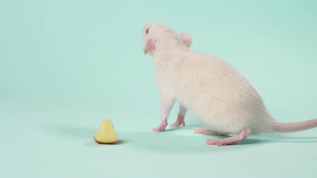 small white laboratory rat, on a blue background