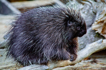 Close-up of porcupine at Kroscel Films Wildlife Center, in Skagway, Alaska