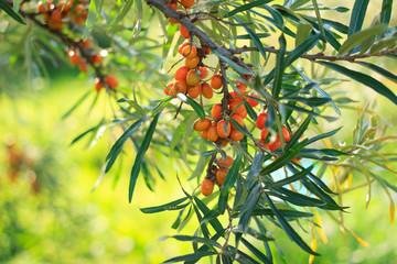 Sea buckthorn berries ripening on bush twigs outdoors in garden. Harvesting,  green garden...