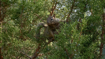 squirrel on a tree