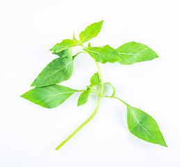 Fresh spices nine layer tower leaves closeup on white background