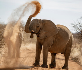 Fototapeta na wymiar Elephant throws dirt onto its back in order thwart parasites