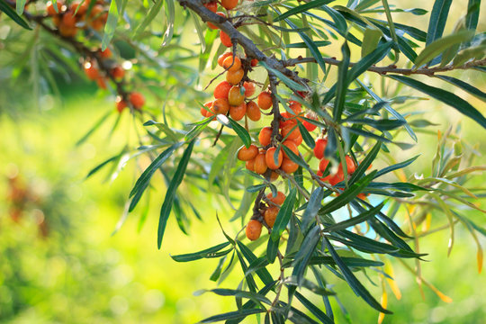 Sea buckthorn berries ripening on bush twigs outdoors in garden. Harvesting,  green garden background