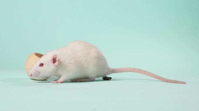 small white laboratory rat, on a blue background