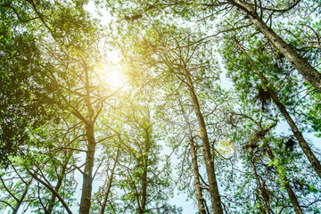 The forest of pine trees at a wide angle from the bottom compared to the sky with the sunlight passing down, Under the view of a pine tree in a large forest with sunlight shining, tree in spring.