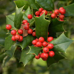 Decoration of hollies, berries. Freshly cut holly branch as holiday decor with defocused christmas...