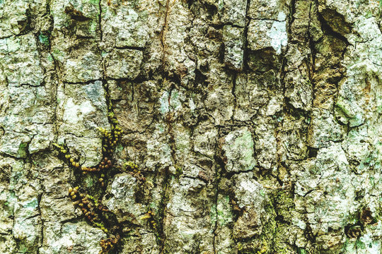 Detailed texture of a tree trunk, The surface of the bark is rough, Surface for background, Background design