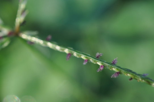 primer plano macro de hermosa floraci&oacute;n de gram&iacute;nea con fondo desenfocado