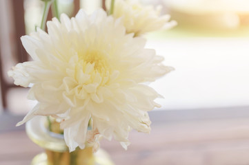 White flowers on black background, A bouquet of white flowers in a vase on the table in the restaurant blurred the background, Close up macro single white flower, pastel style.