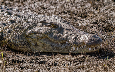 Close-up of the head of a crocodile laying on a river bank in Namibia